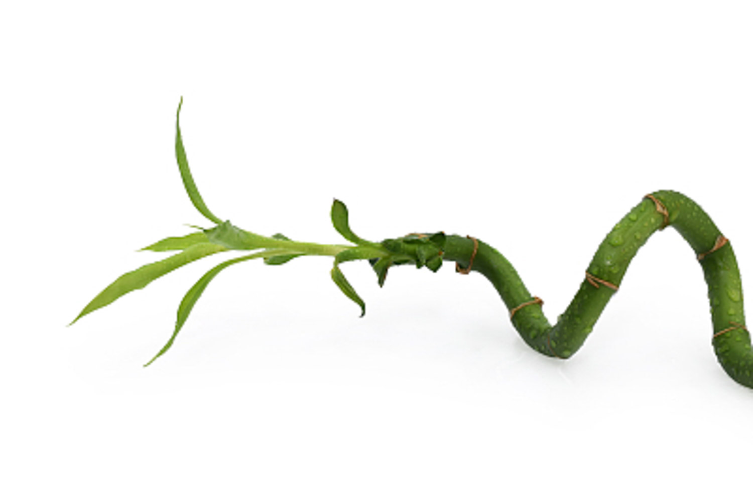 富贵竹叶子发黄如何办