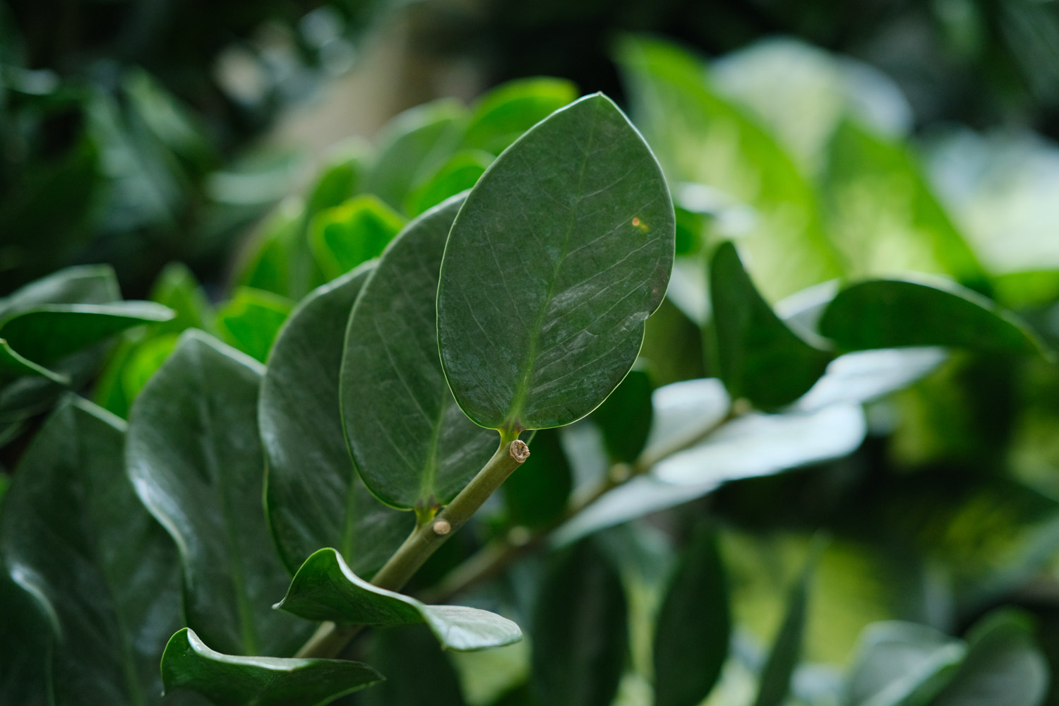 金钱树叶子发黄如何办