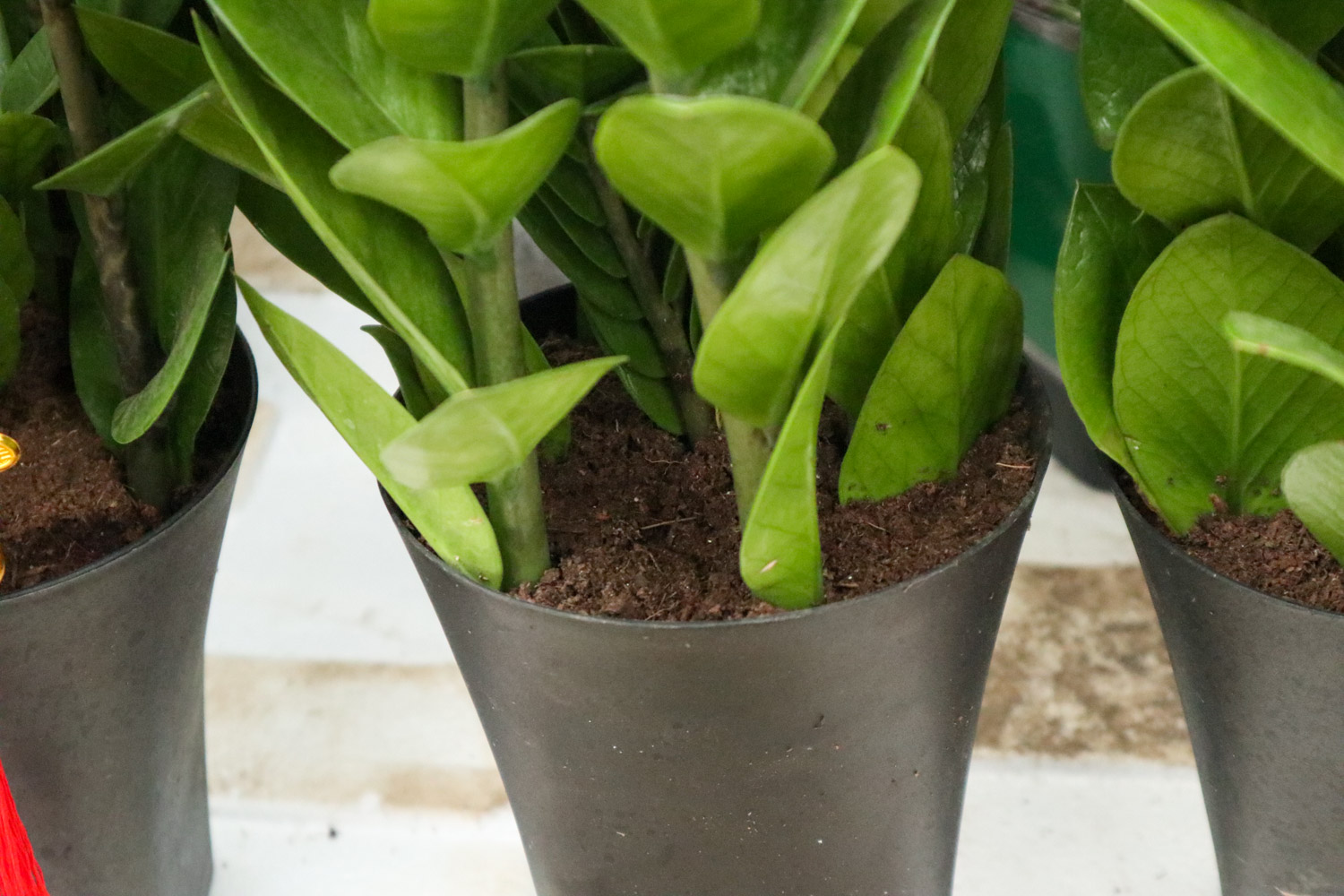 金钱树叶子发黄如何办