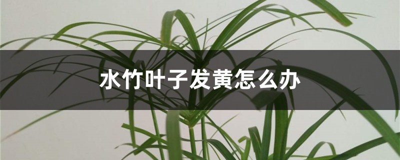 水竹叶子发黄如何办