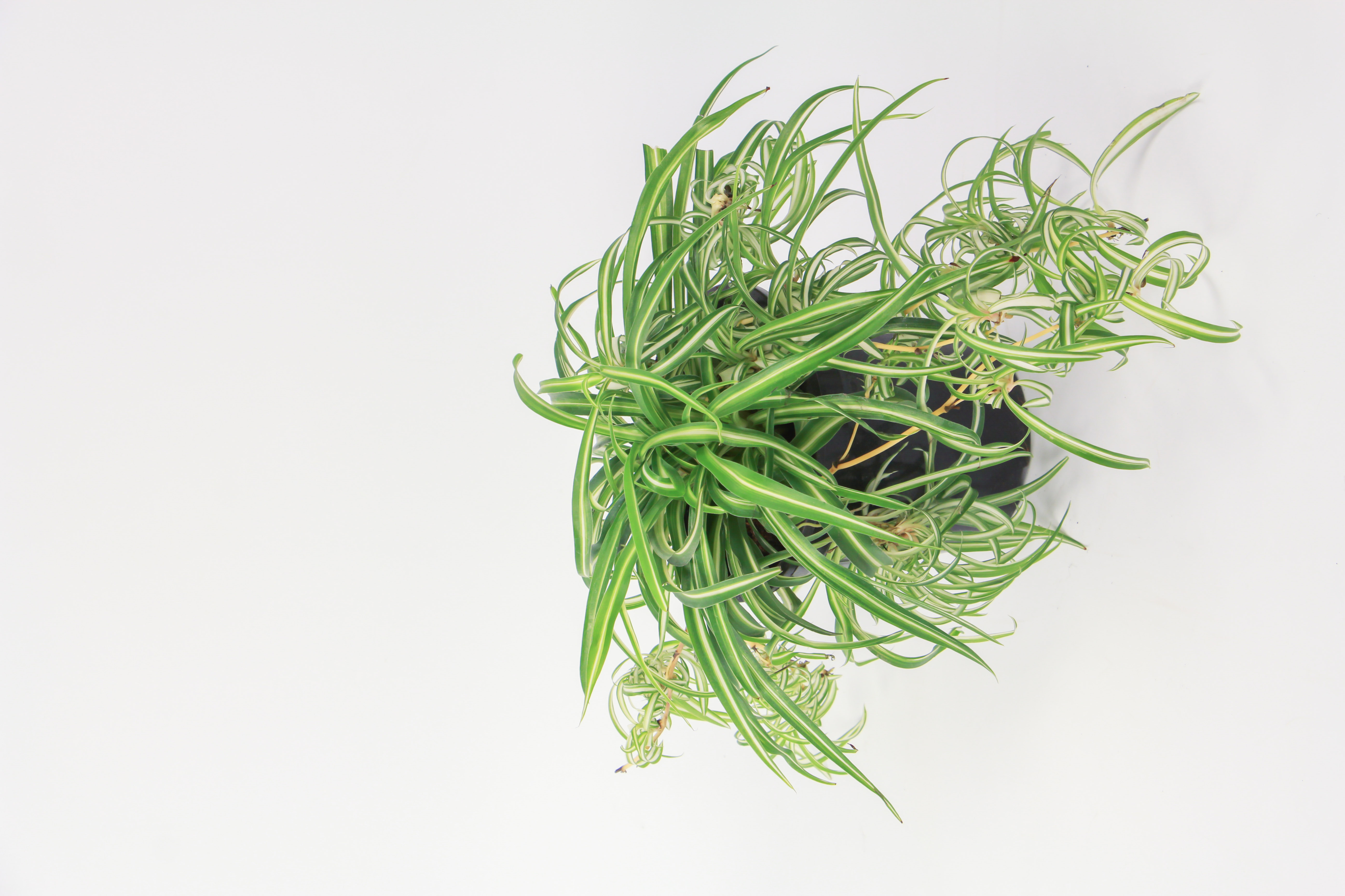 吊兰叶子发黄如何办