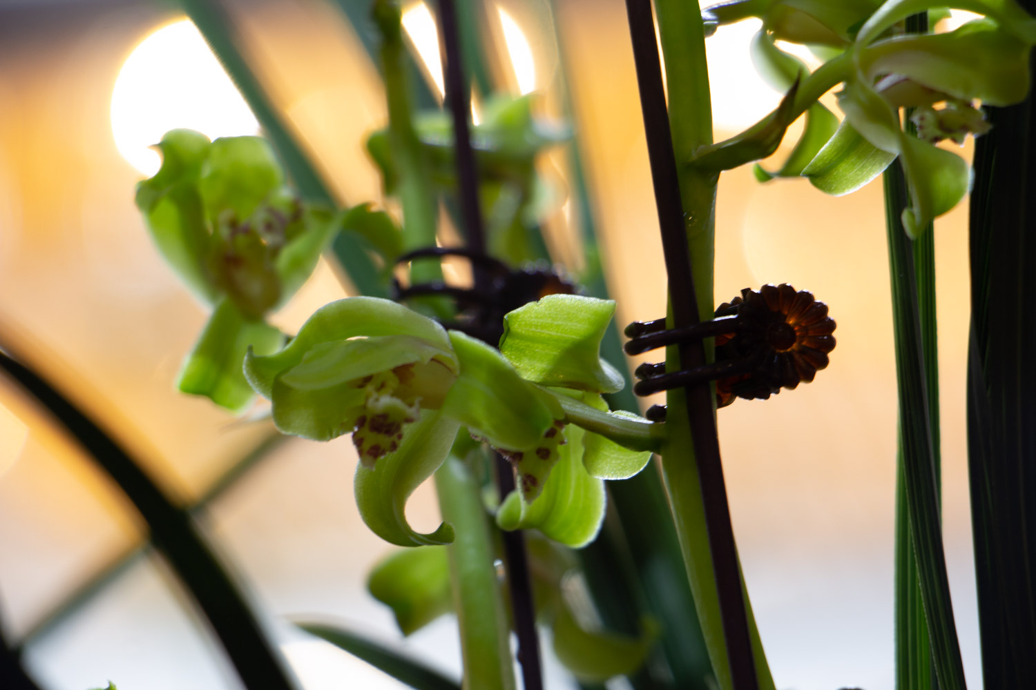 兰花 兰花叶子发黄如何办