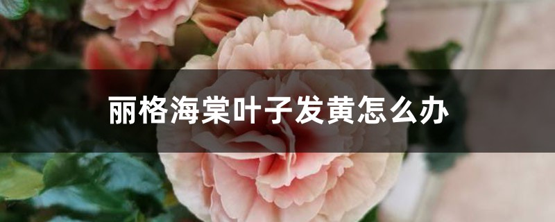 丽格海棠叶子发黄如何办