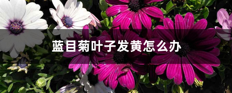 蓝目菊叶子发黄如何办