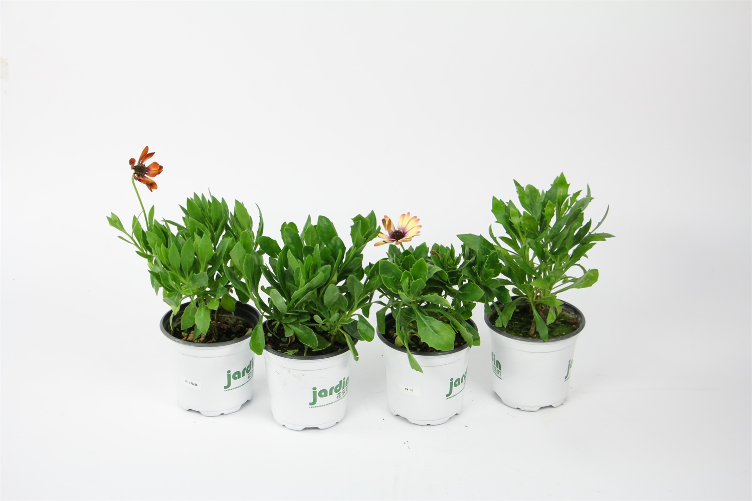 蓝目菊叶子发黄如何办