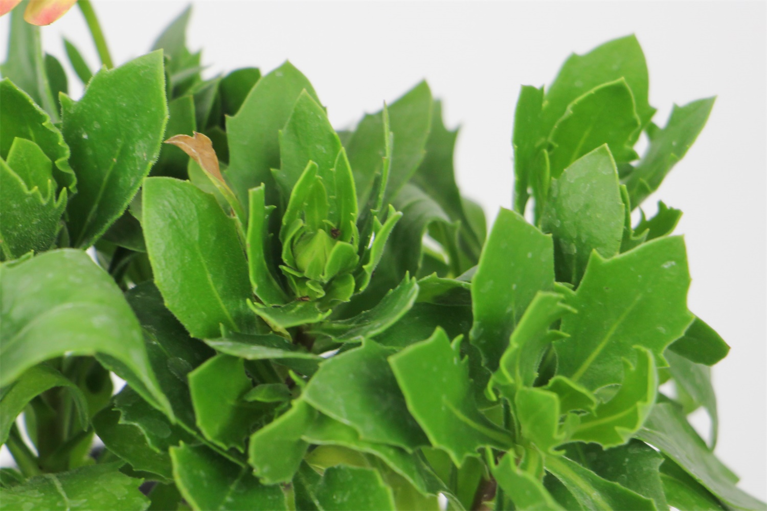 蓝目菊叶子发黄如何办