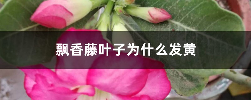飘香藤叶子为何发黄
