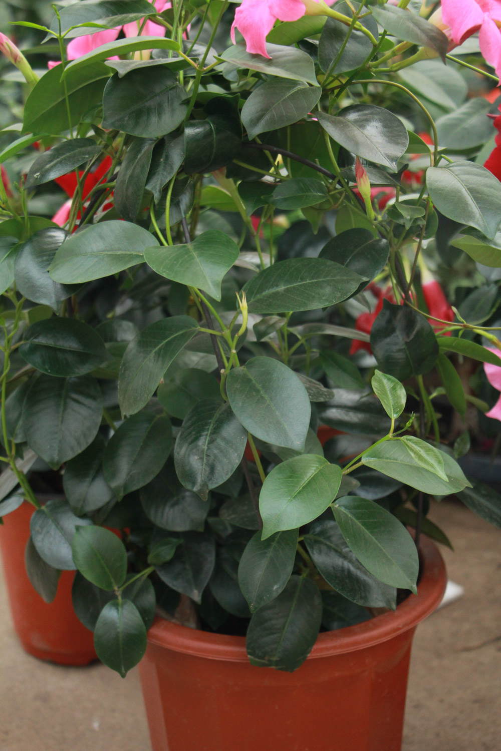 飘香藤叶子为何发黄