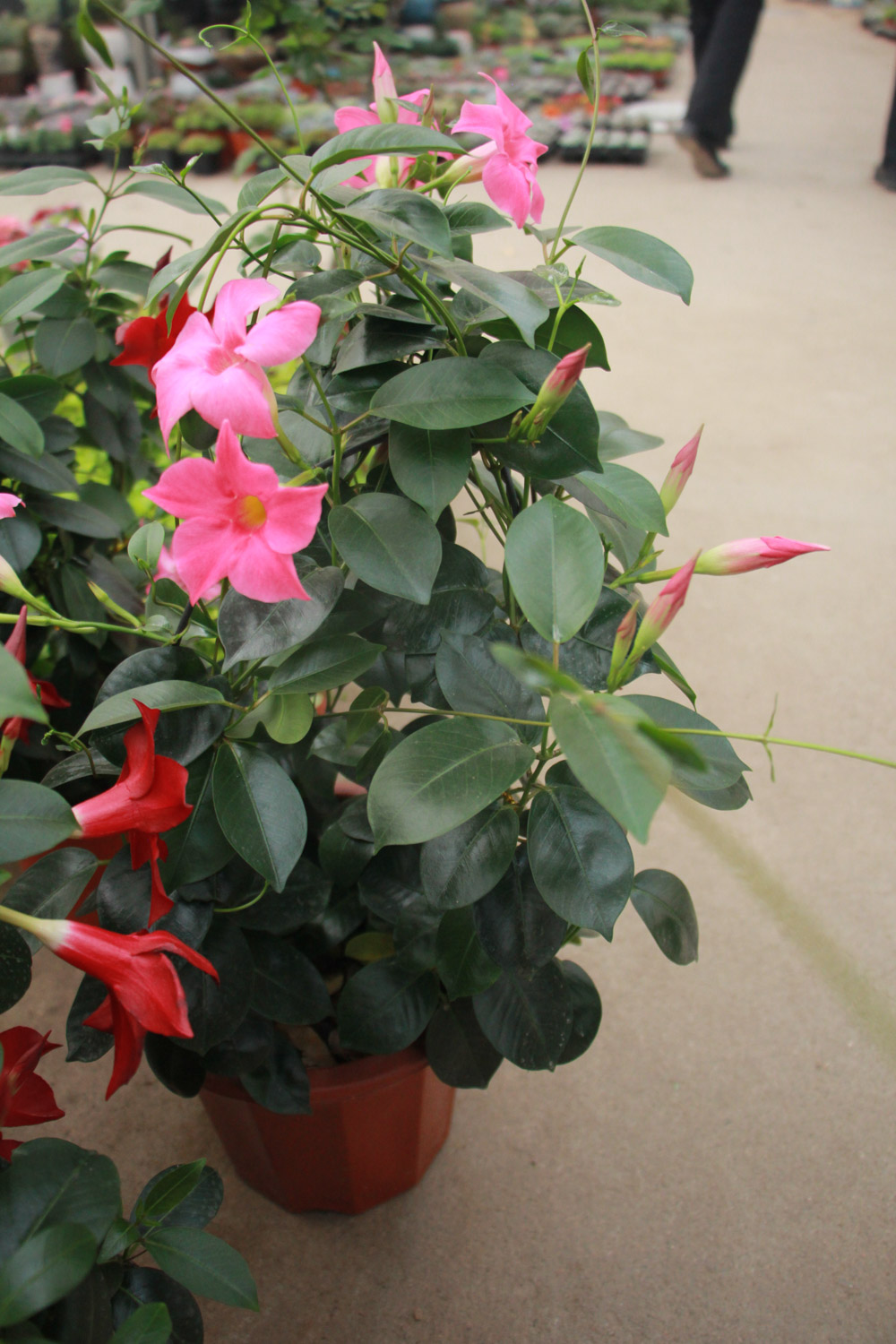 飘香藤叶子为何发黄