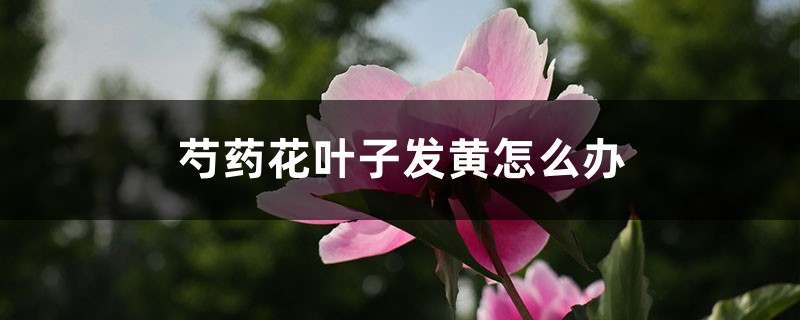 芍药花叶子发黄如何办