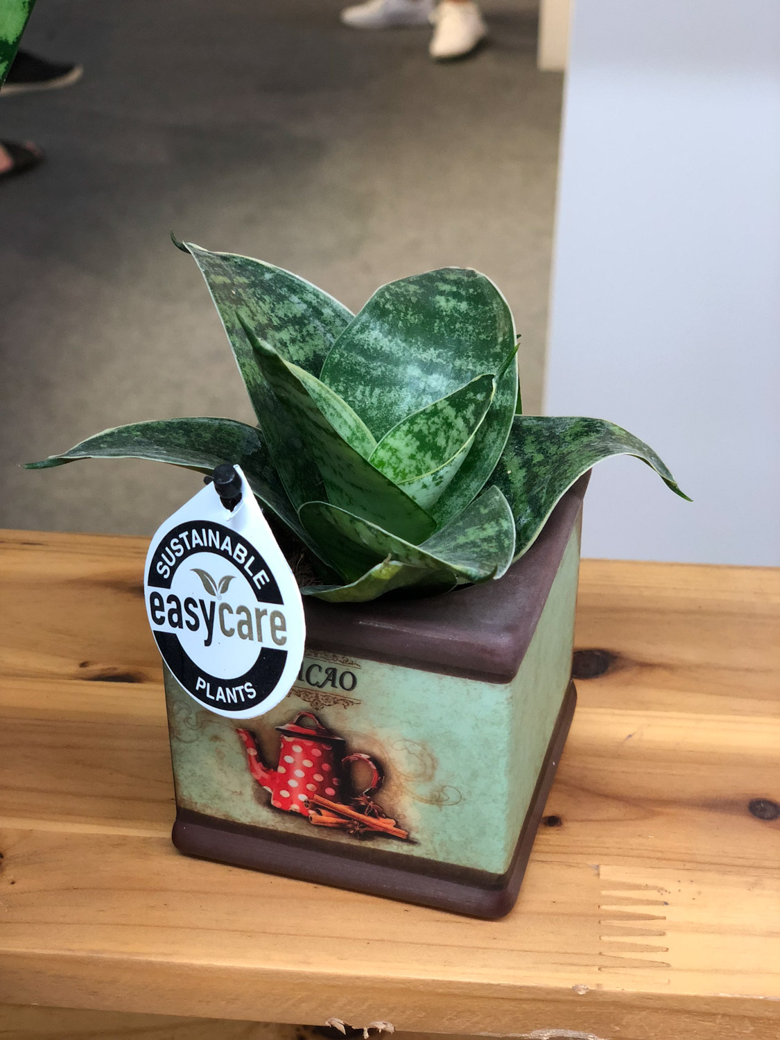 虎皮兰 虎皮兰叶子烂了如何办