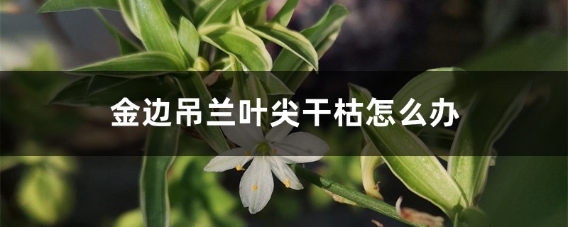 金边吊兰叶尖干枯如何办