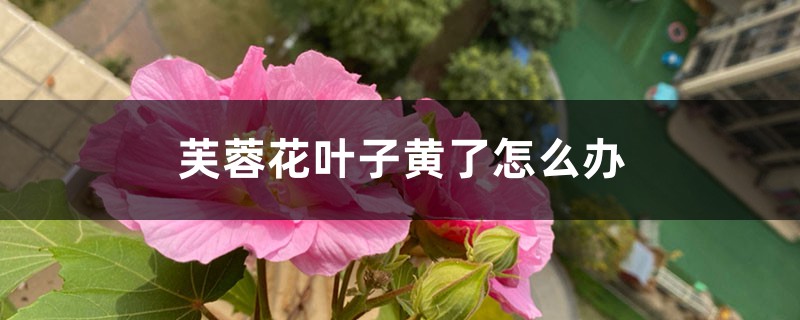 芙蓉花叶子黄了如何办