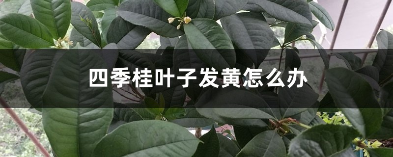 四季桂叶子发黄如何办