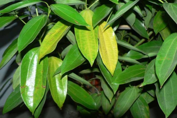 叶子发黄如何办？教你几招，叶子绿的发光！