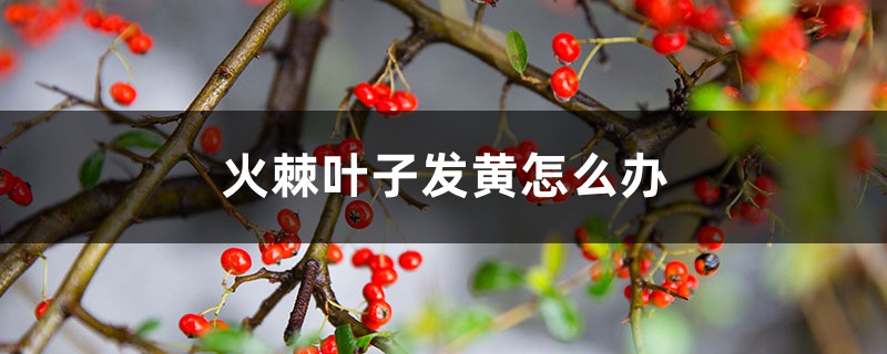 火棘叶子发黄如何办