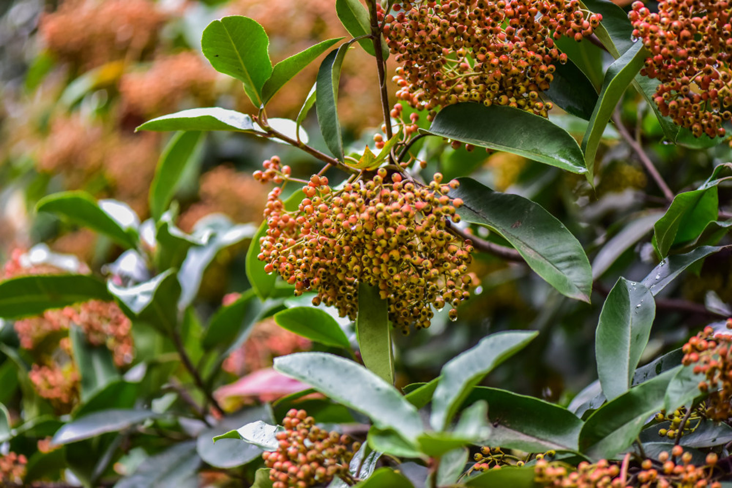 火棘叶子发黄如何办