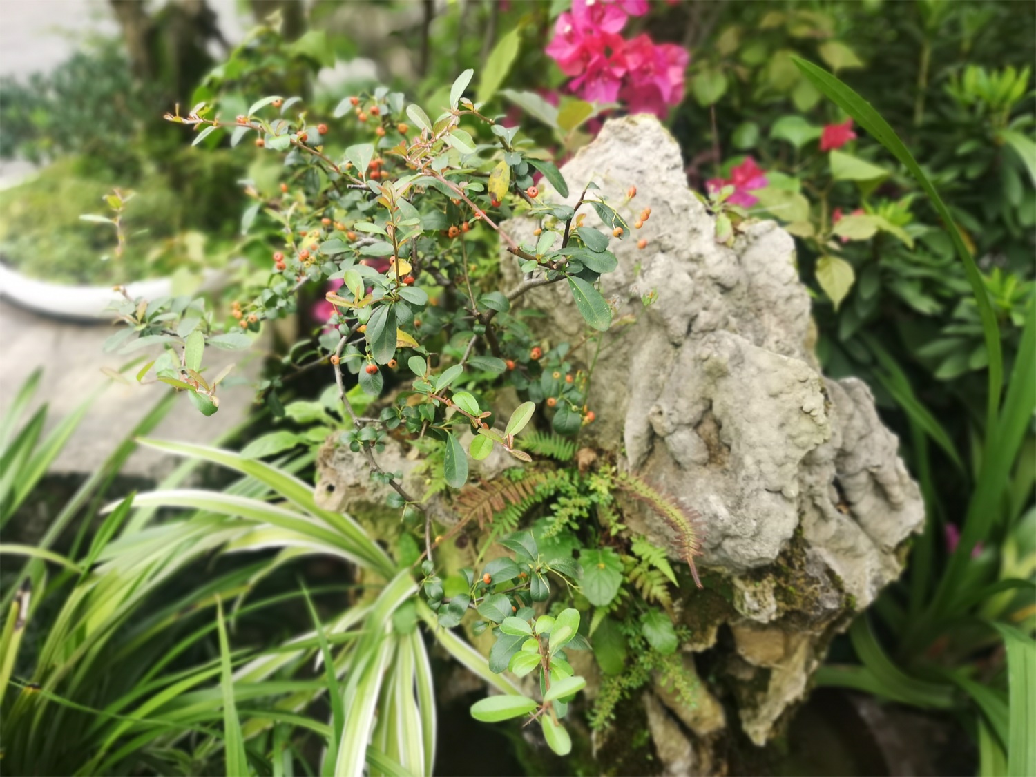 火棘叶子发黄如何办