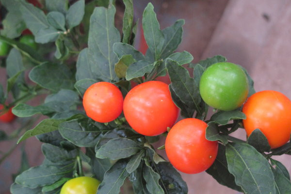 珊瑚豆叶子发黄如何办