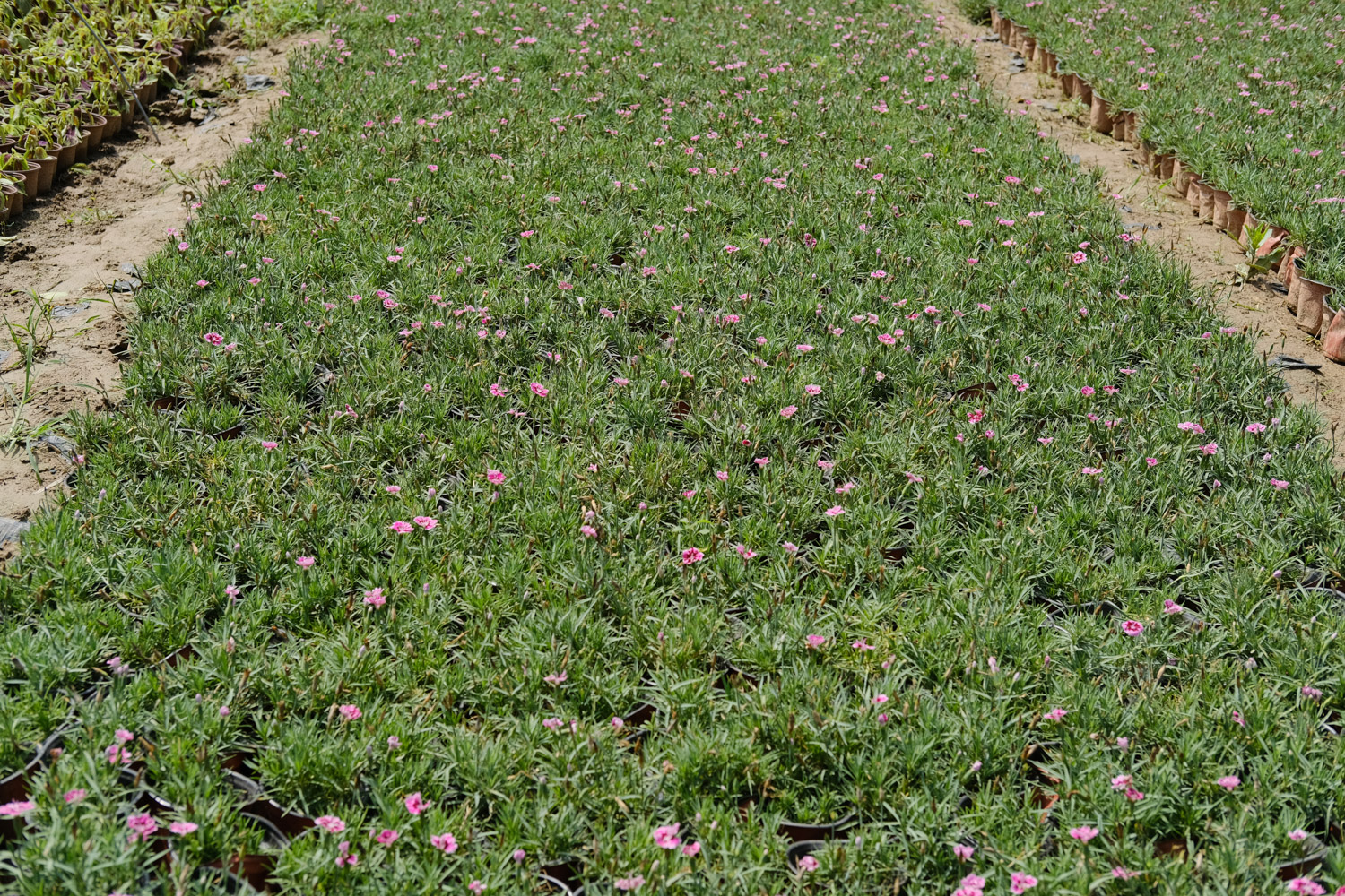 石竹的叶子枯黄如何办