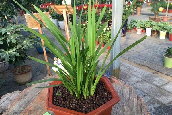 梦香兰叶子发黄如何办