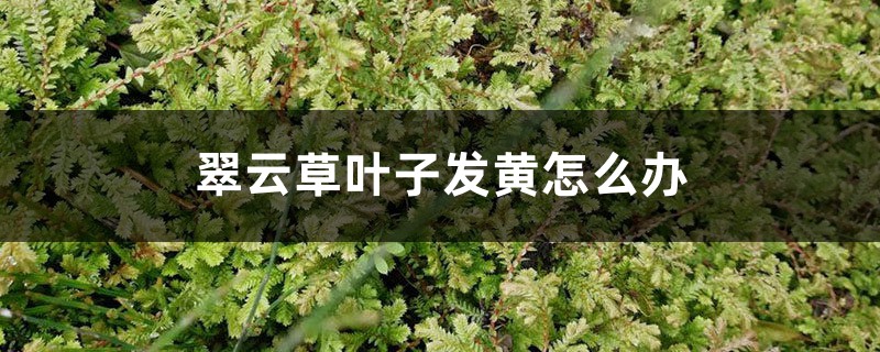 翠云草叶子发黄如何办