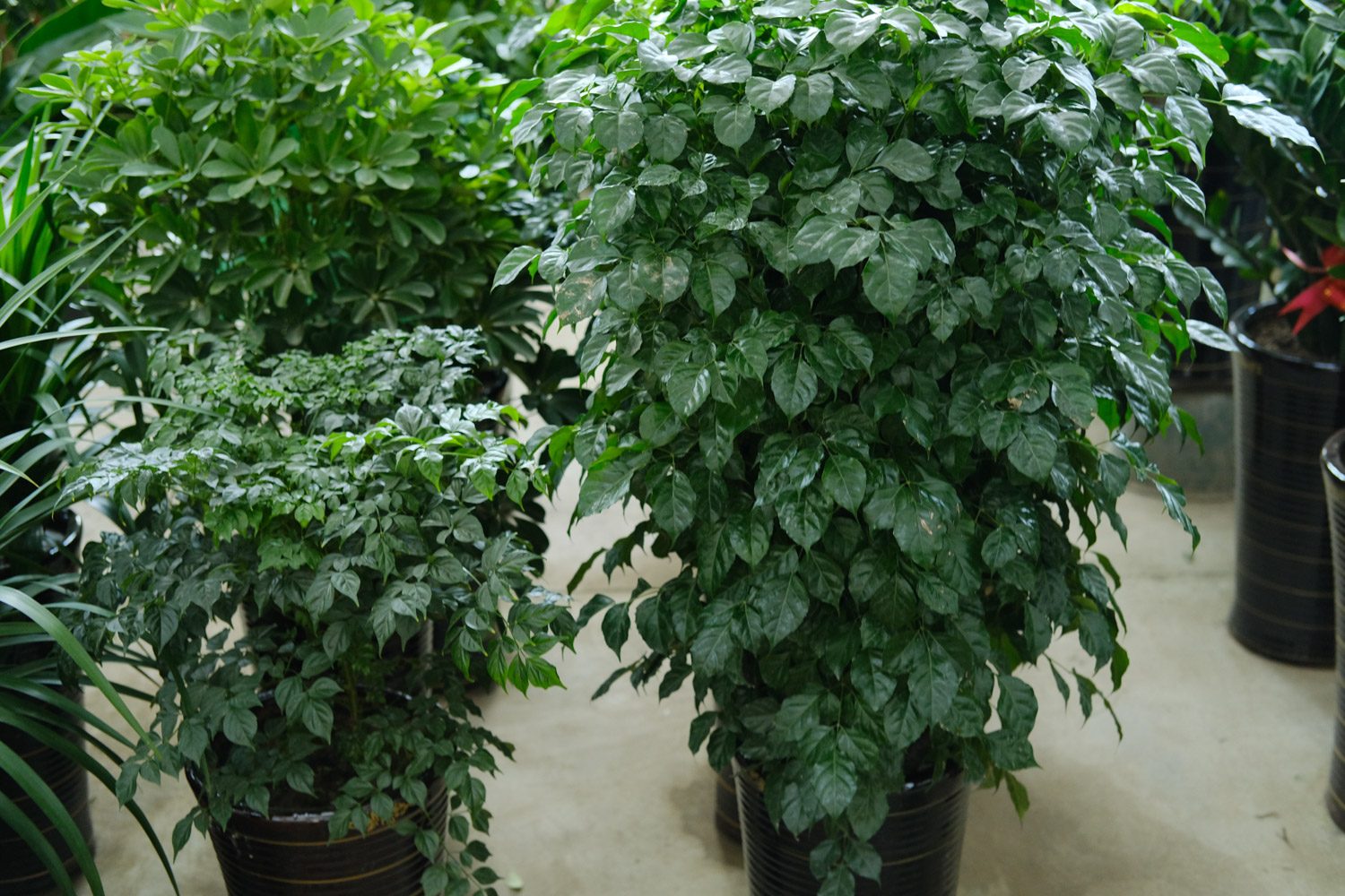 绿宝树叶子发黄如何办