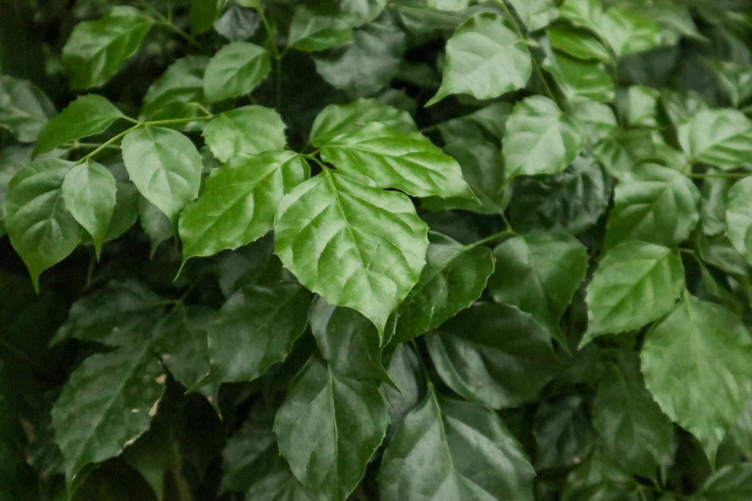 绿宝树叶子发黄如何办