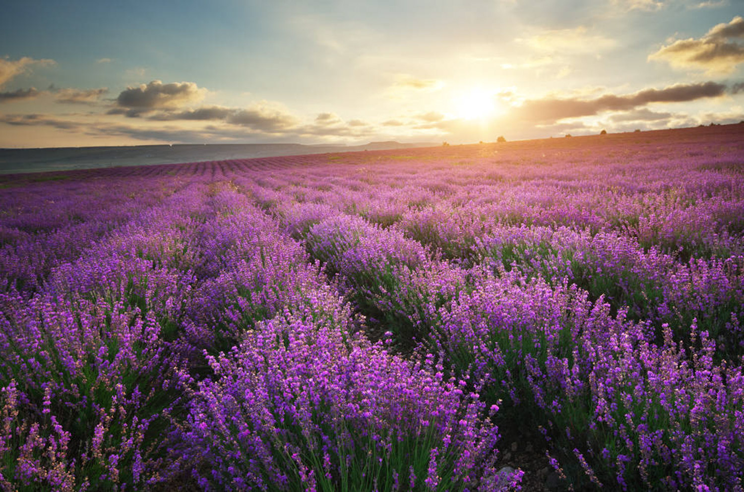 薰衣草叶子发黄如何办