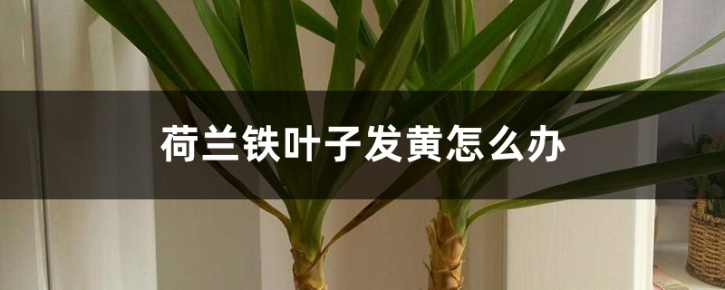 荷兰铁叶子发黄如何办