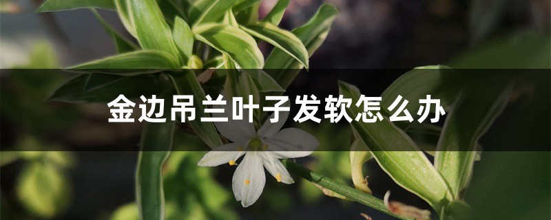 金边吊兰叶子发软如何办