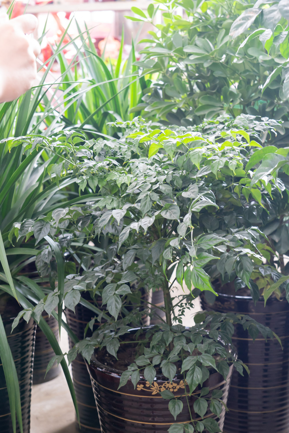 幸福树叶子干枯如何办