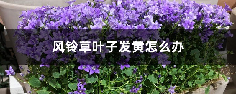 风铃草叶子发黄如何办