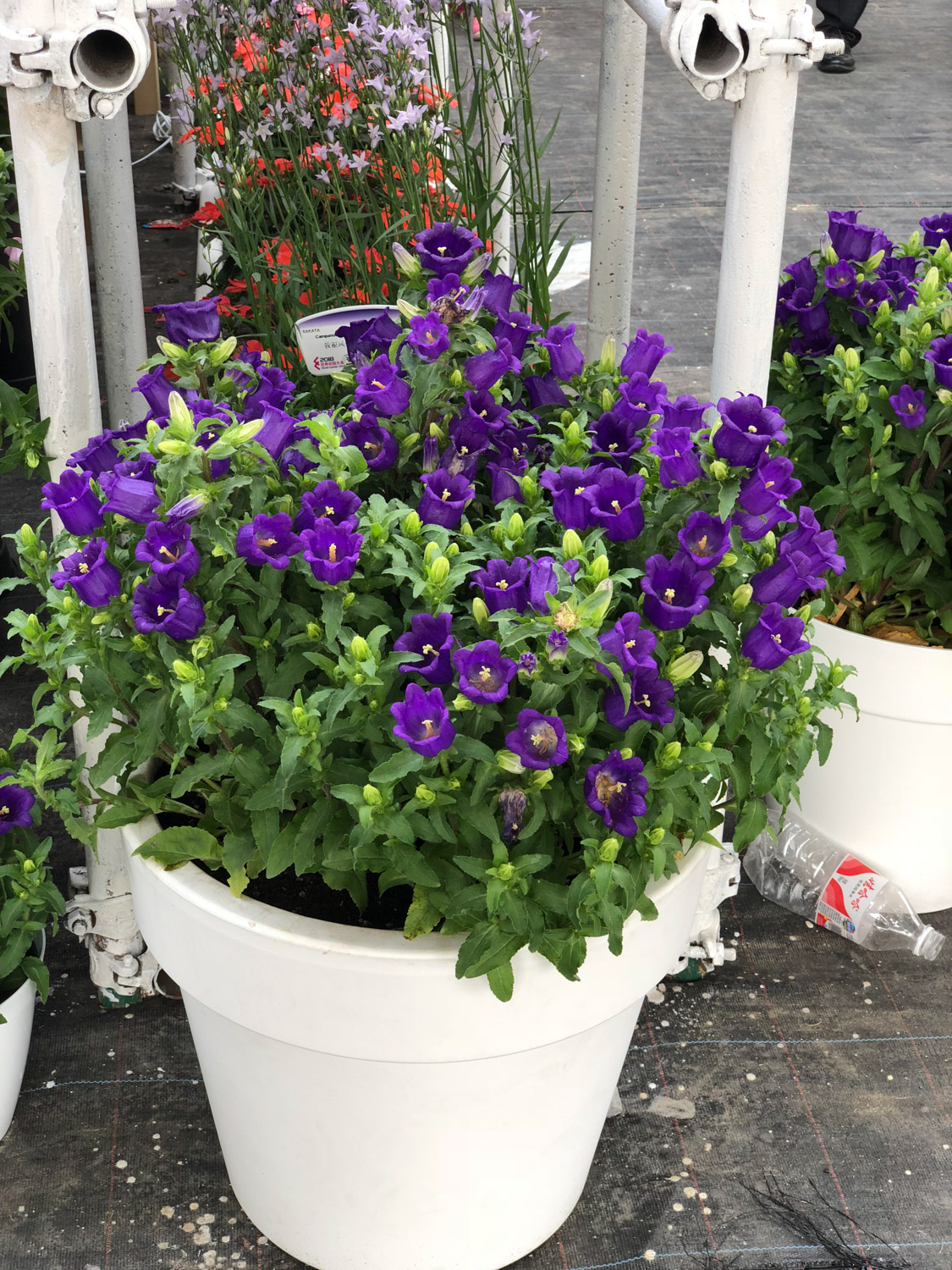 风铃草叶子发黄如何办