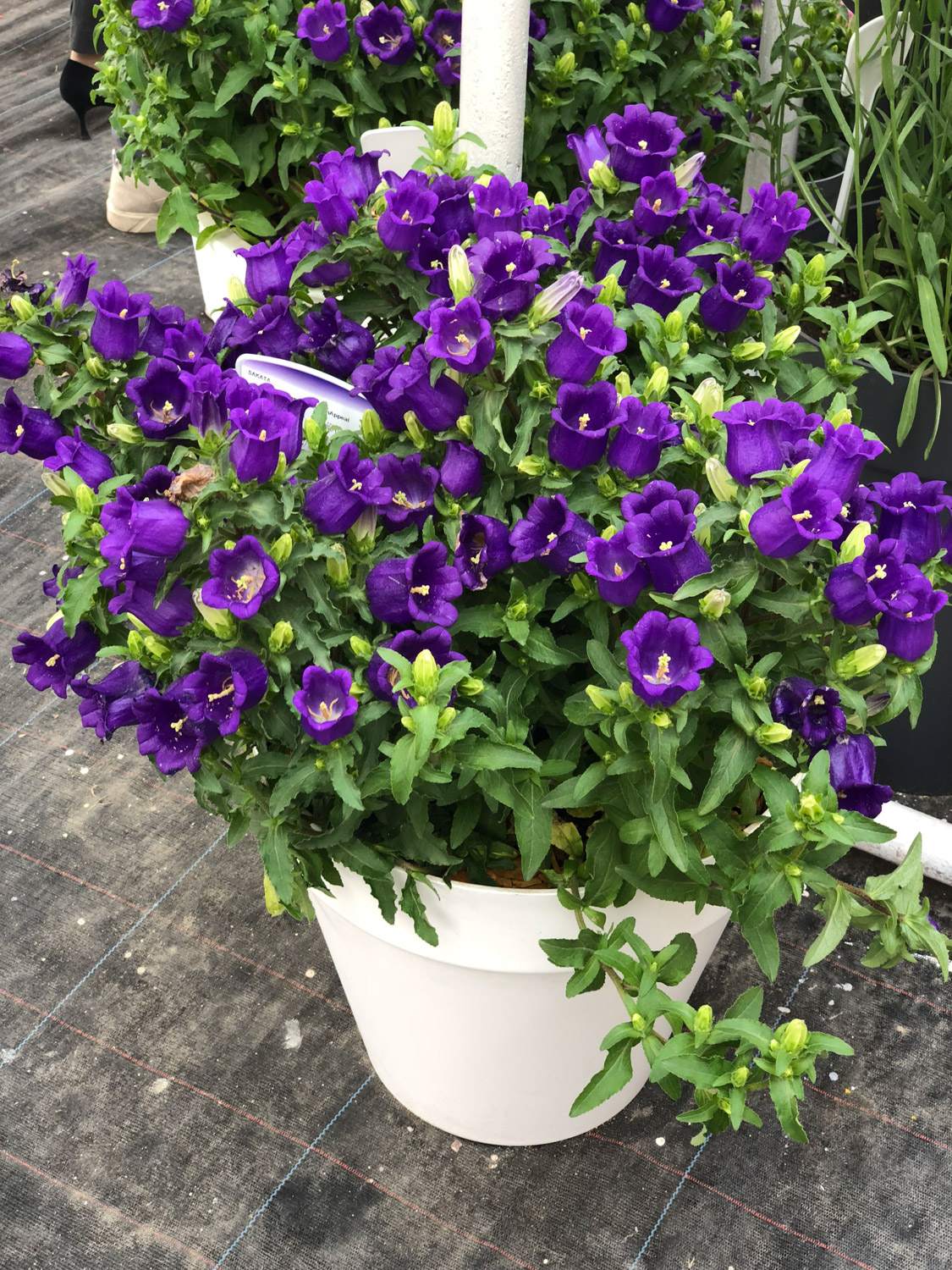 风铃草叶子发黄如何办