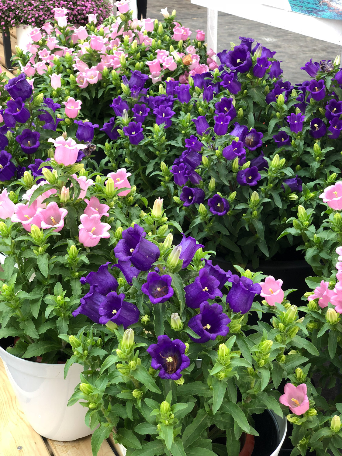 风铃草叶子发黄如何办