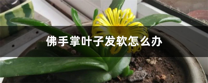 佛手掌叶子发软如何办