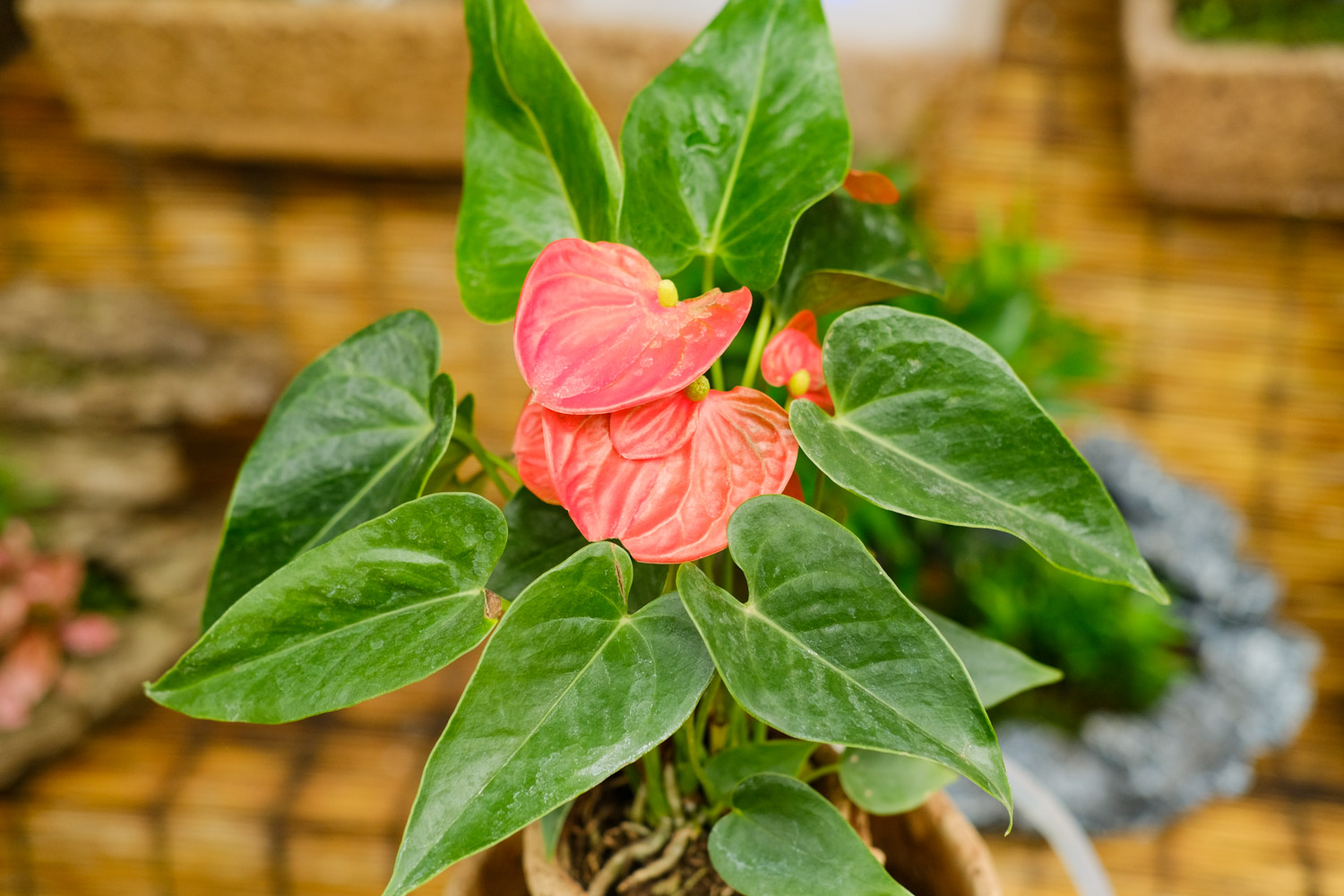 红掌叶子下垂如何办