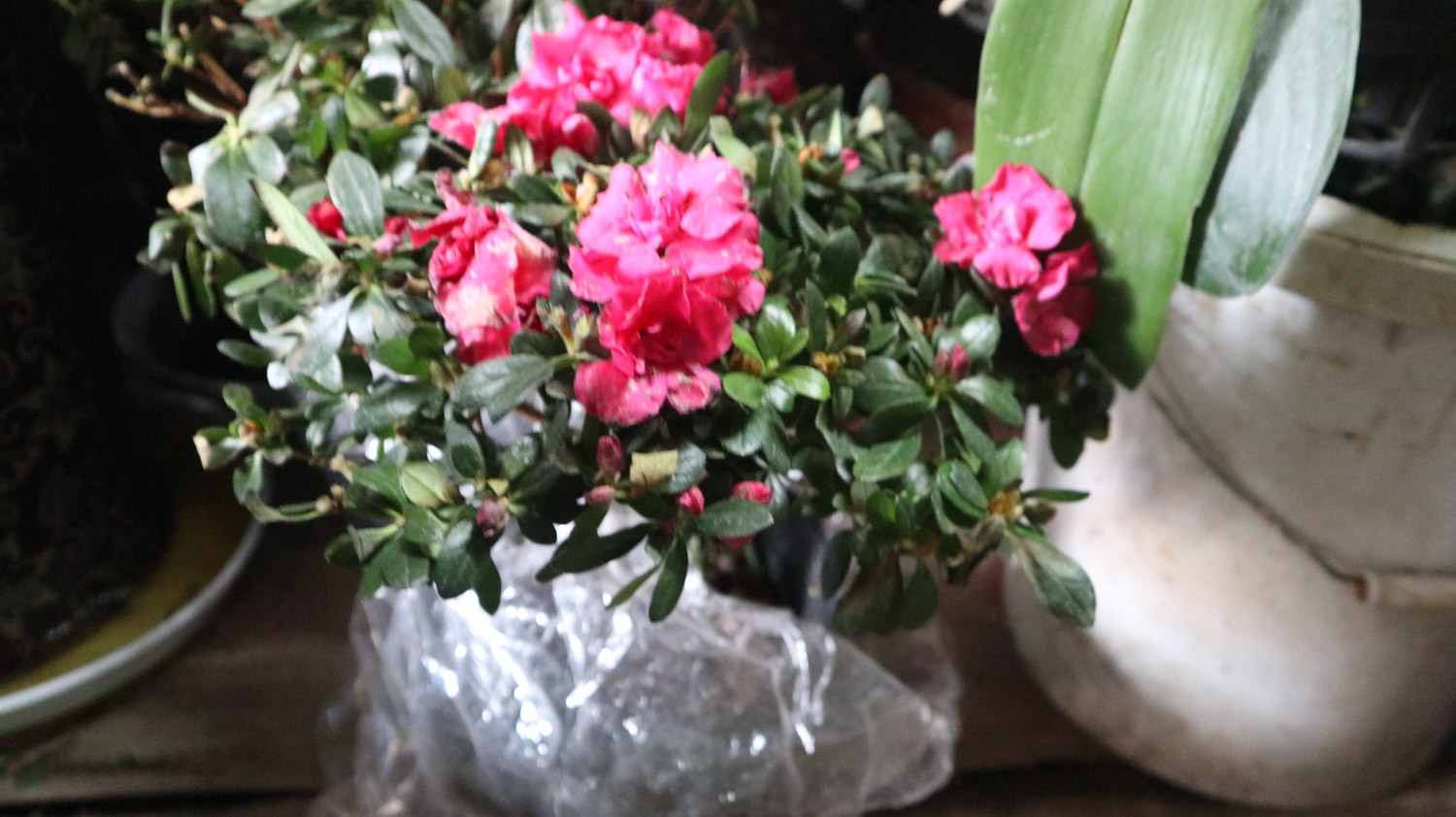 杜鹃花冬季掉叶子如何办