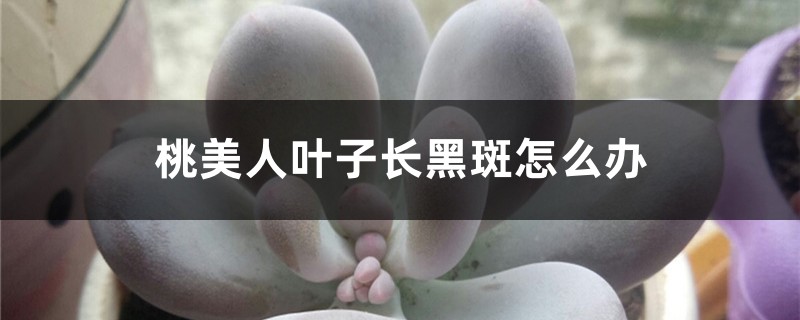 桃美人叶子长黑斑如何办