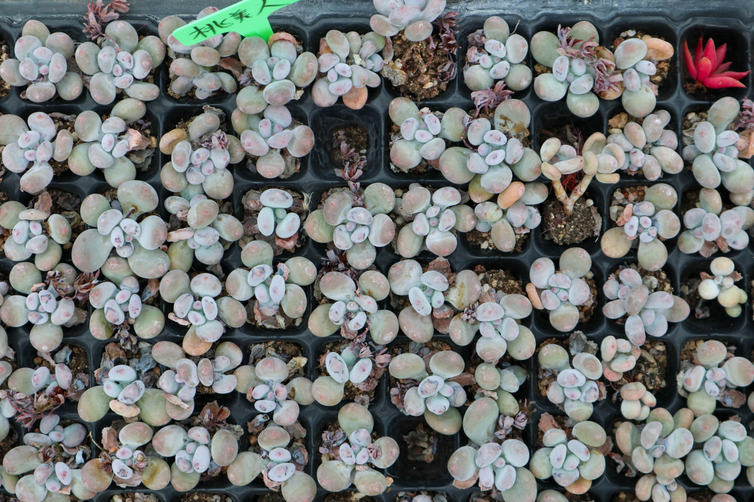 桃美人叶子长黑斑如何办