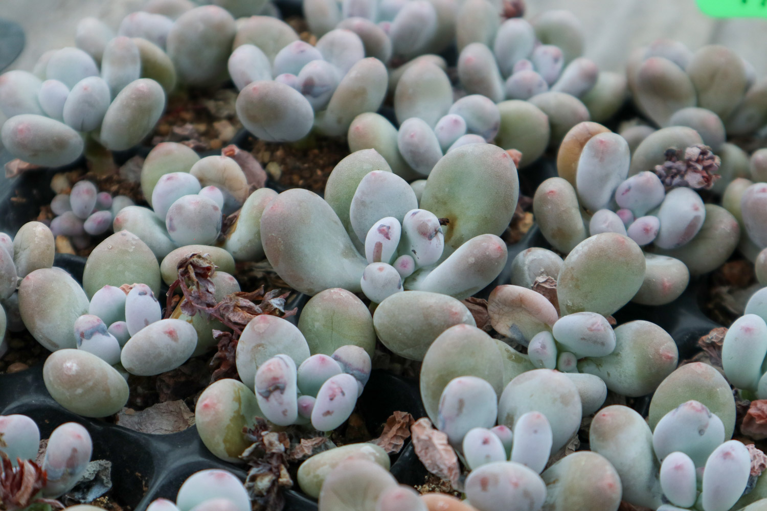 桃美人叶子长黑斑如何办