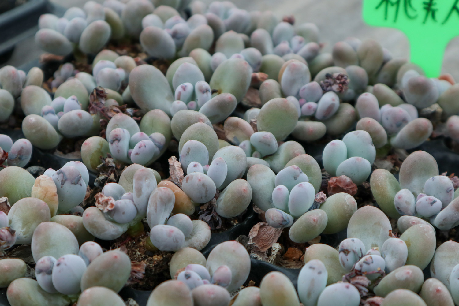 桃美人叶子长黑斑如何办