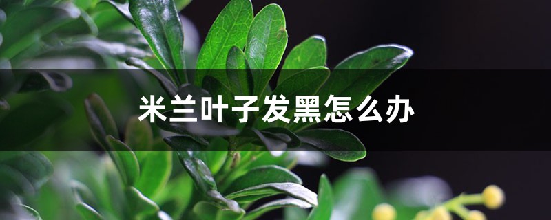 米兰叶子发黑如何办
