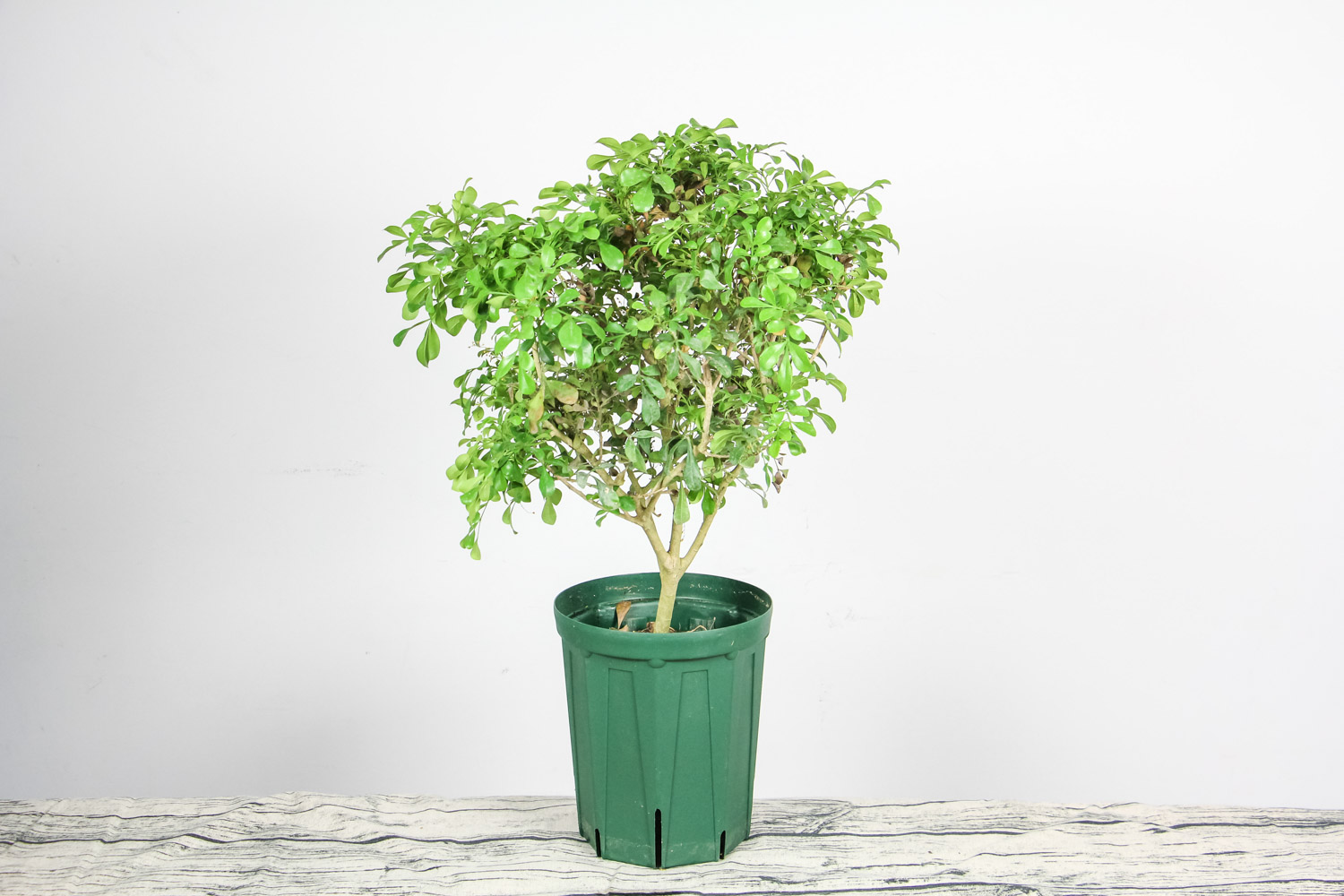 米兰叶子发黑如何办