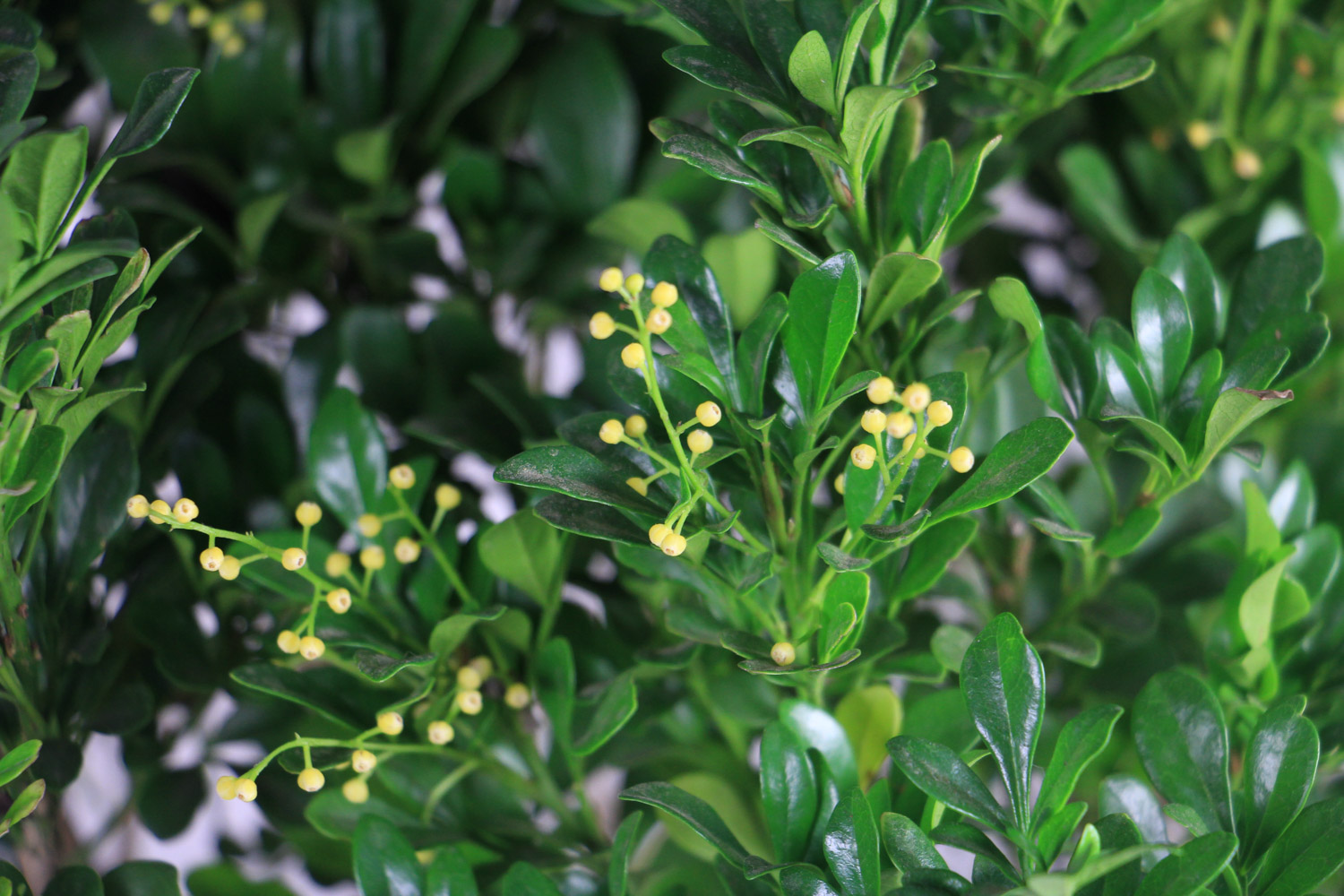 米兰叶子发黑如何办