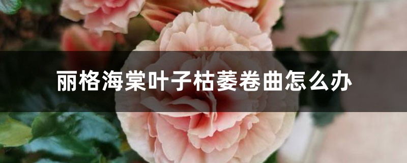 丽格海棠叶子枯萎卷曲如何办
