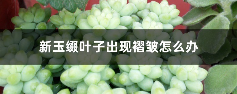 新玉缀叶子出现褶皱如何办