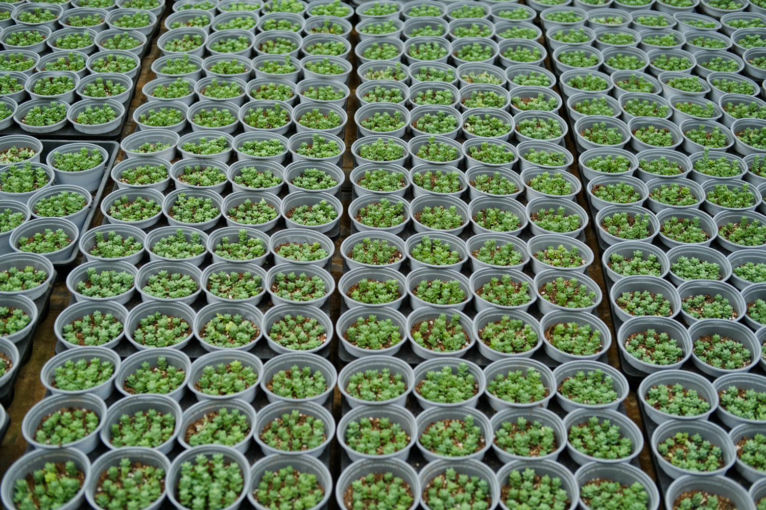 新玉缀叶子出现褶皱如何办