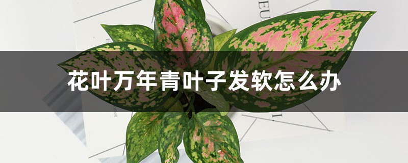 花叶万年青叶子发软如何办